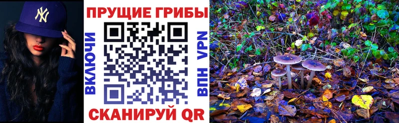 Галлюциногенные грибы Psilocybine cubensis  Пересвет 